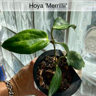 Hoya merilli plant in Memphis, Tennessee
