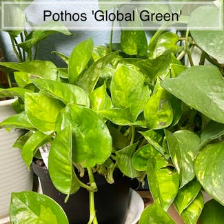 Global Green Pothos plant in Memphis, Tennessee