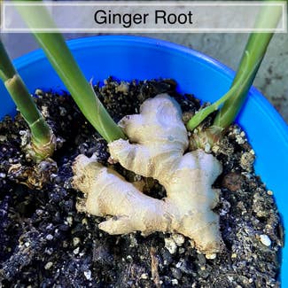 Ginger Root plant in Memphis, Tennessee