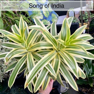 Song of India plant in Memphis, Tennessee