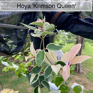Hoya Krimson Queen plant in Memphis, Tennessee