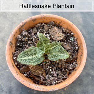 Downy Rattlesnake Plantain plant in Memphis, Tennessee