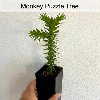 Monkey Puzzle Tree plant in Memphis, Tennessee