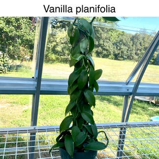 Flat Leafed Vanilla plant in Memphis, Tennessee