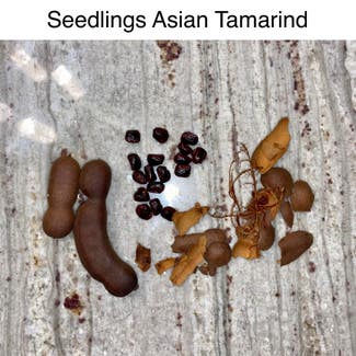 Tamarind plant in Memphis, Tennessee