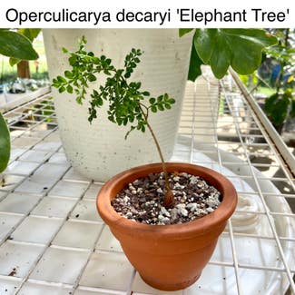 Elephant Tree plant in Memphis, Tennessee