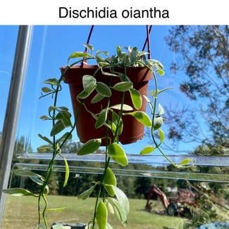 Dischidia oiantha 'Variegata' plant in Memphis, Tennessee