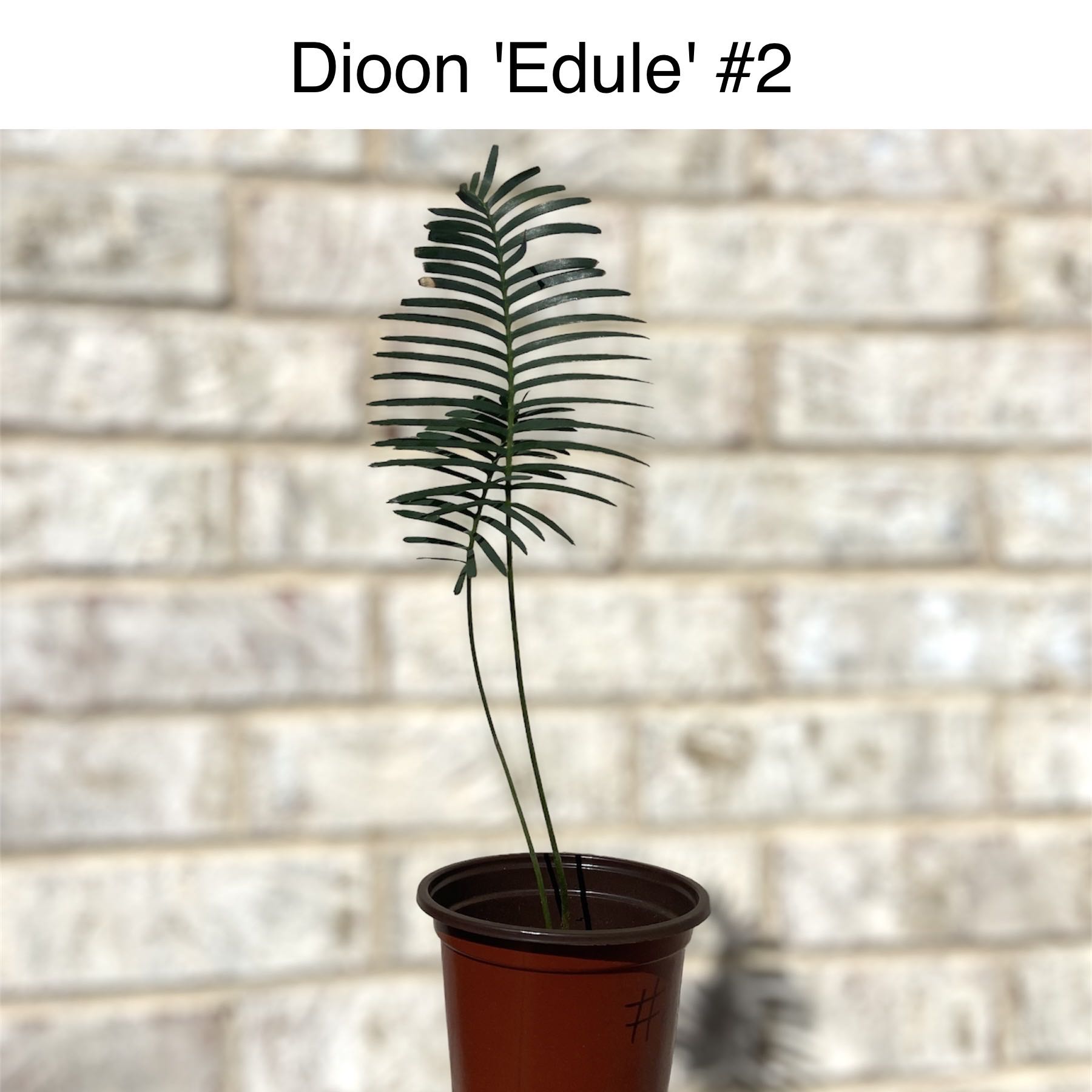 Photo of the plant species Dioon edule by @sarah10orio named GH - Dioon 'Edule' #2 on Greg, the plant care app