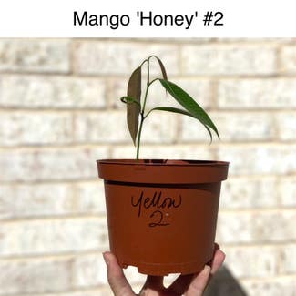 Mango plant in Memphis, Tennessee