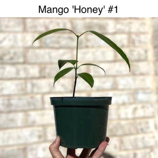 Mango plant in Memphis, Tennessee