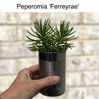 Pincushion Peperomia plant in Memphis, Tennessee
