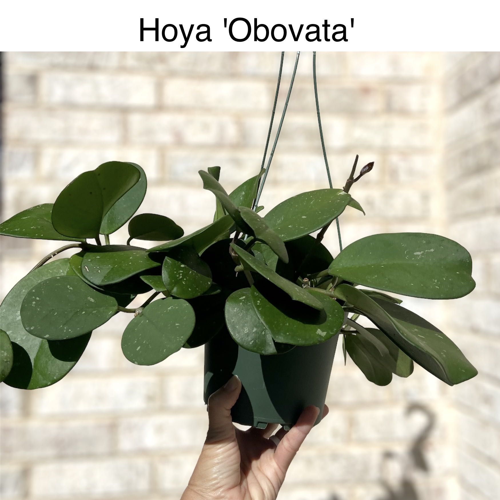GH - Hoya 'Obovata'