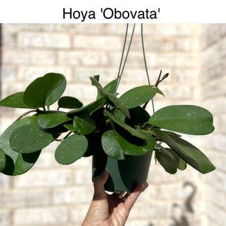 Hoya obovata plant in Memphis, Tennessee