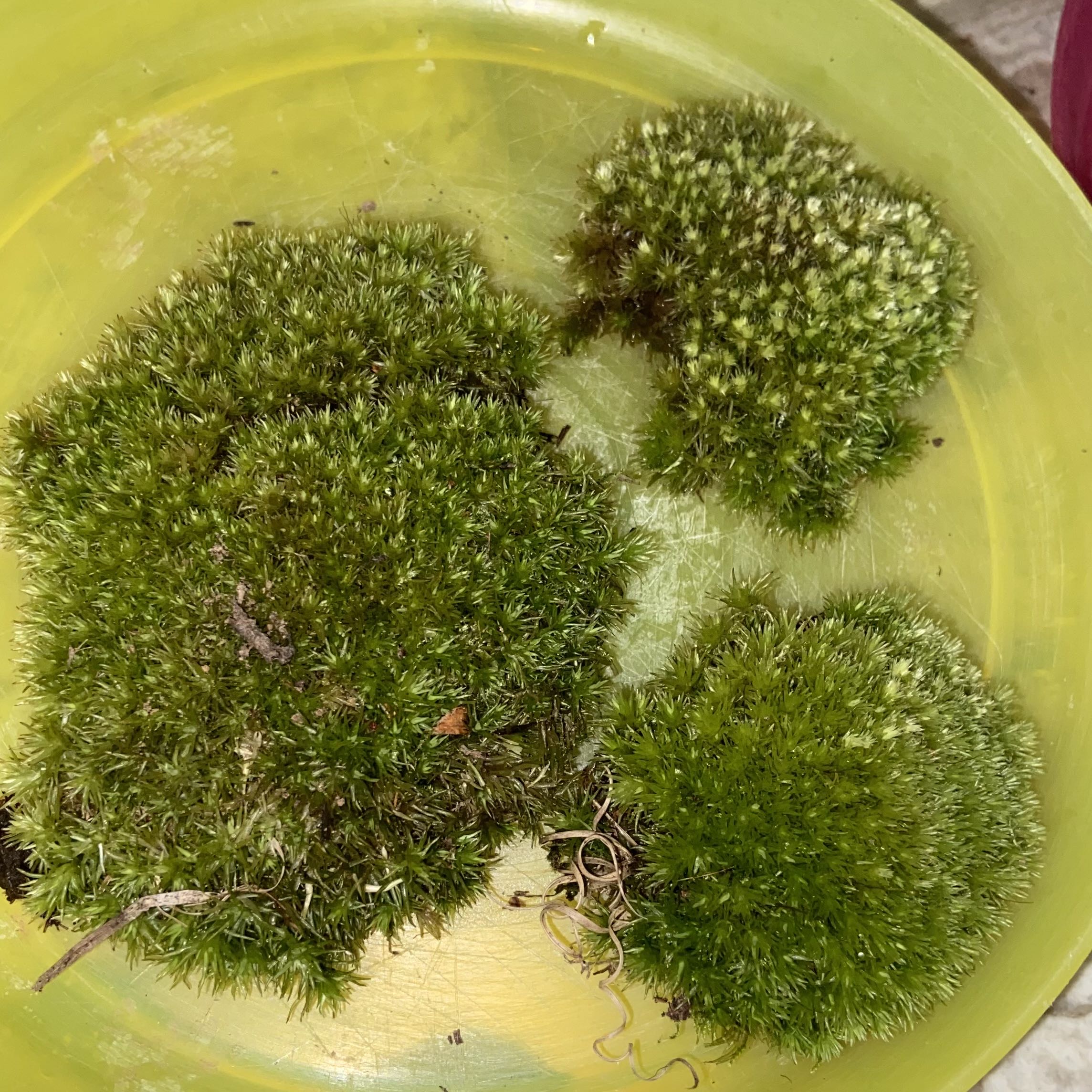 Three clumps of Large White-Moss on a yellow surface, appearing green and healthy.