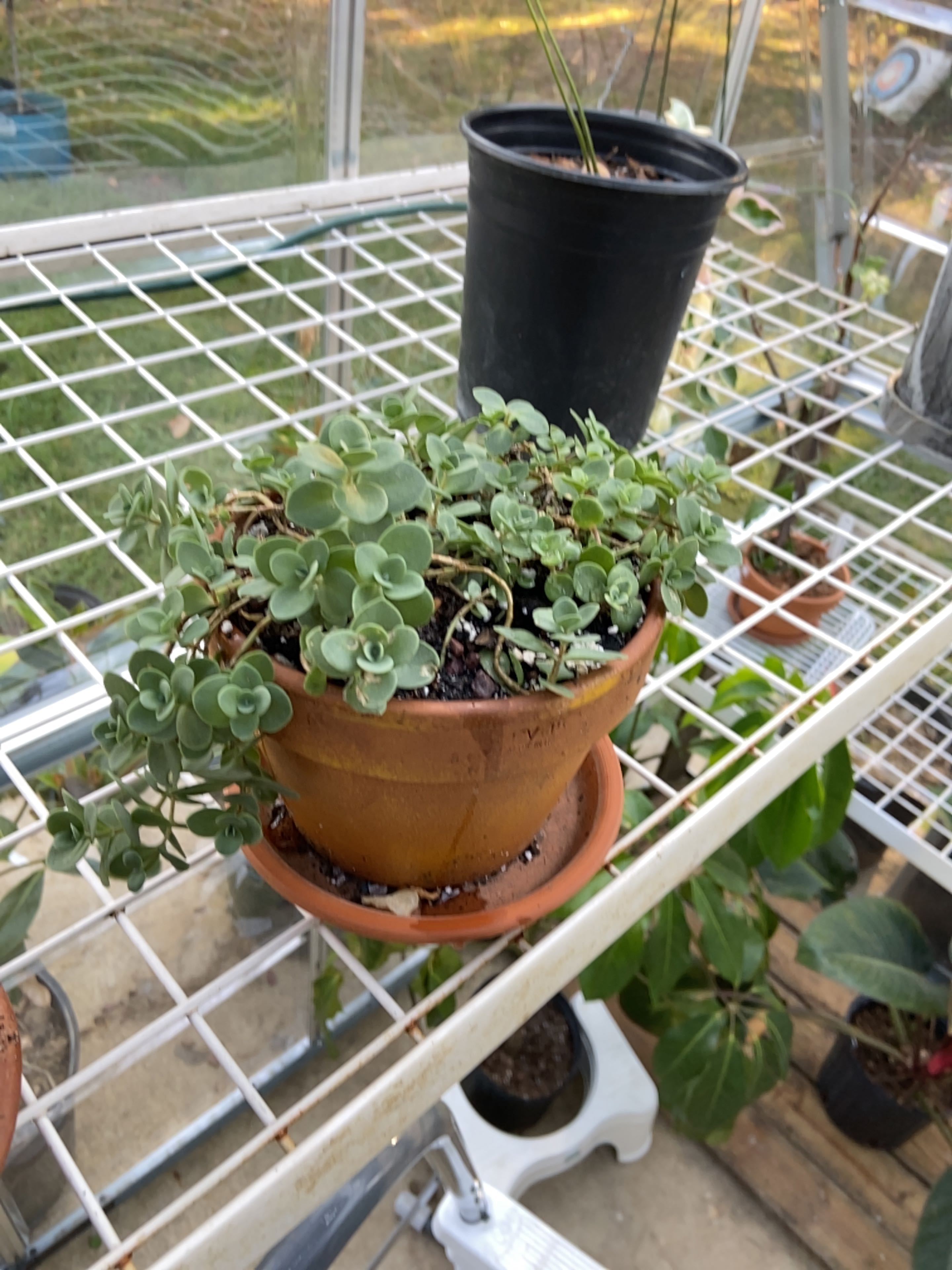 Healthy Crassula Pellucida succulent plant in a terracotta pot on a wire shelf, with bright green leaves tinged red.