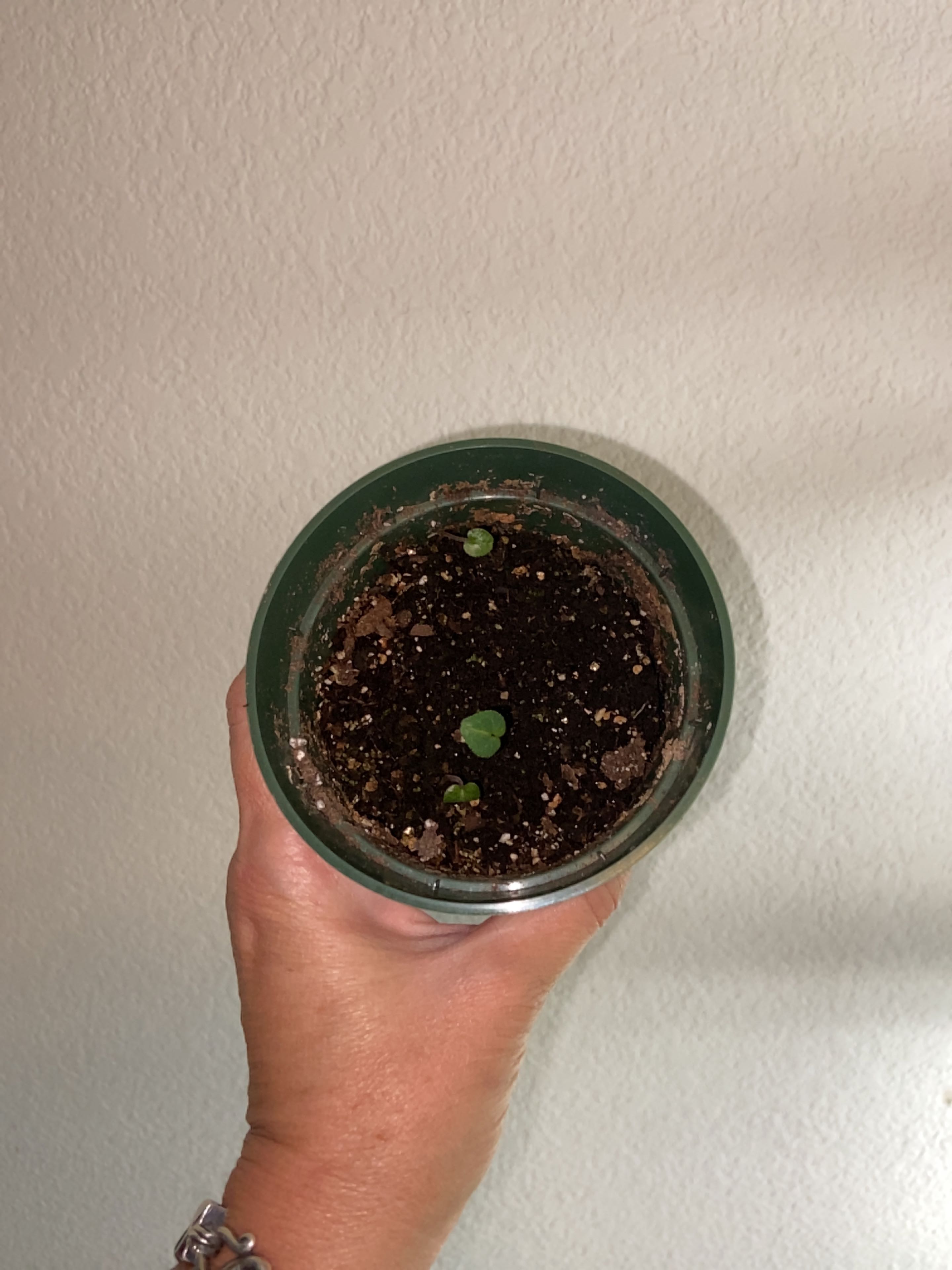 Potted Persian Cyclamen seedling with green leaves held in hand, showing dark moist soil, against white background