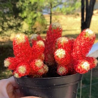 Lady Finger Cactus plant in Memphis, Tennessee