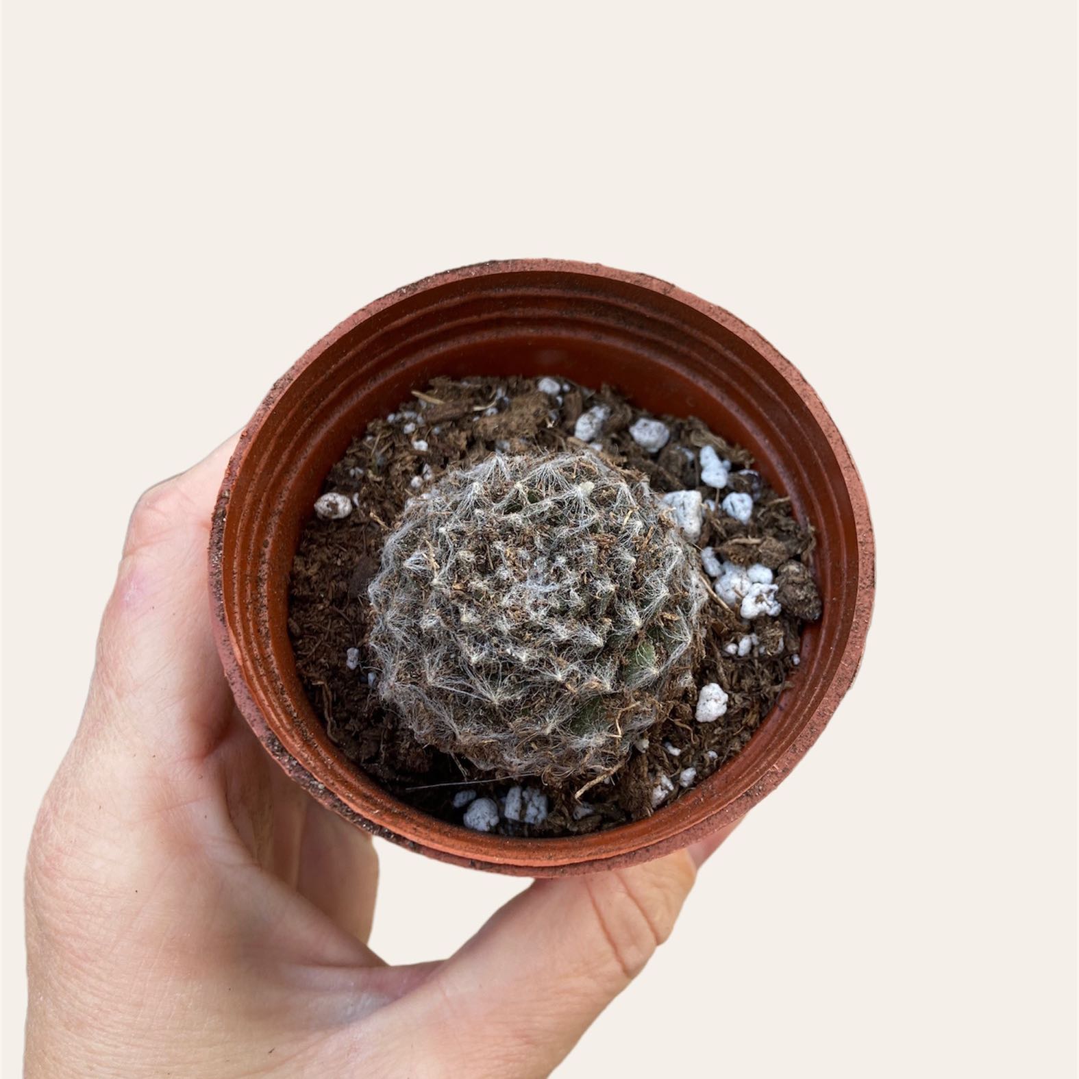 How to Know When to Repot a Cobweb Hens and Chicks?