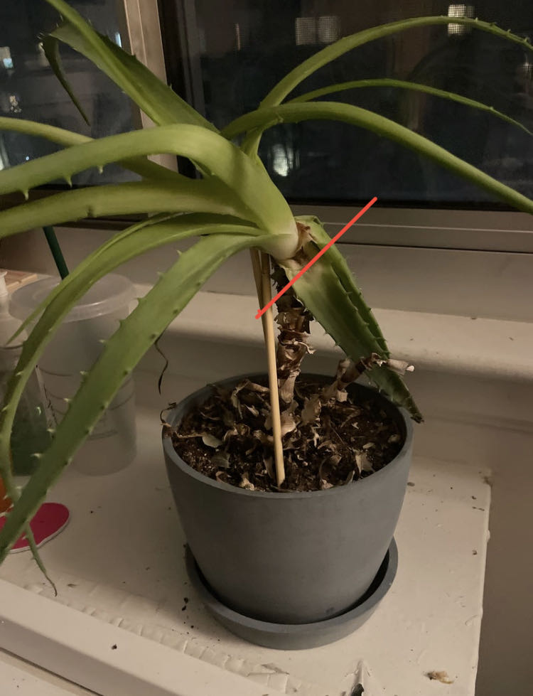 Photo from the post