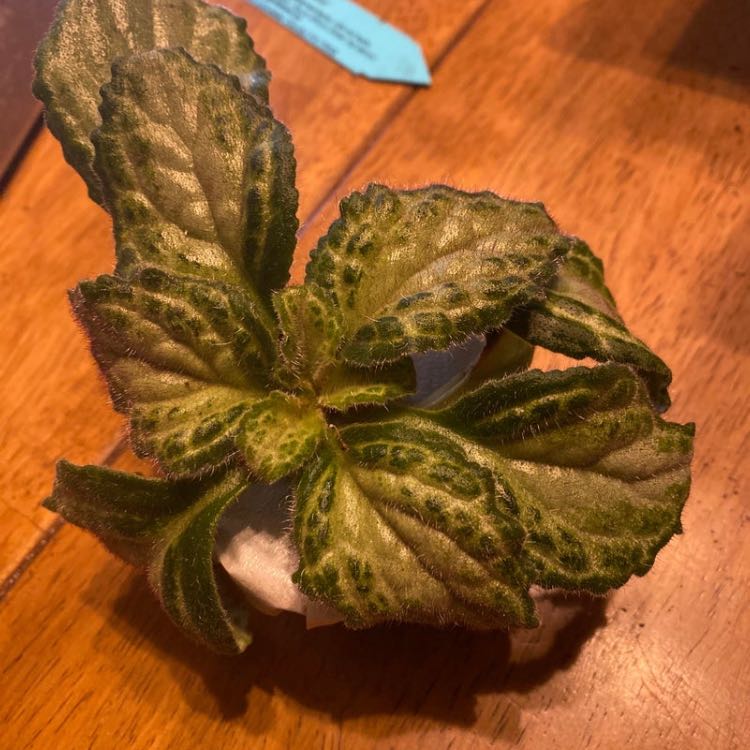 Flame Violet plant with green, slightly wrinkled leaves on a wooden surface.