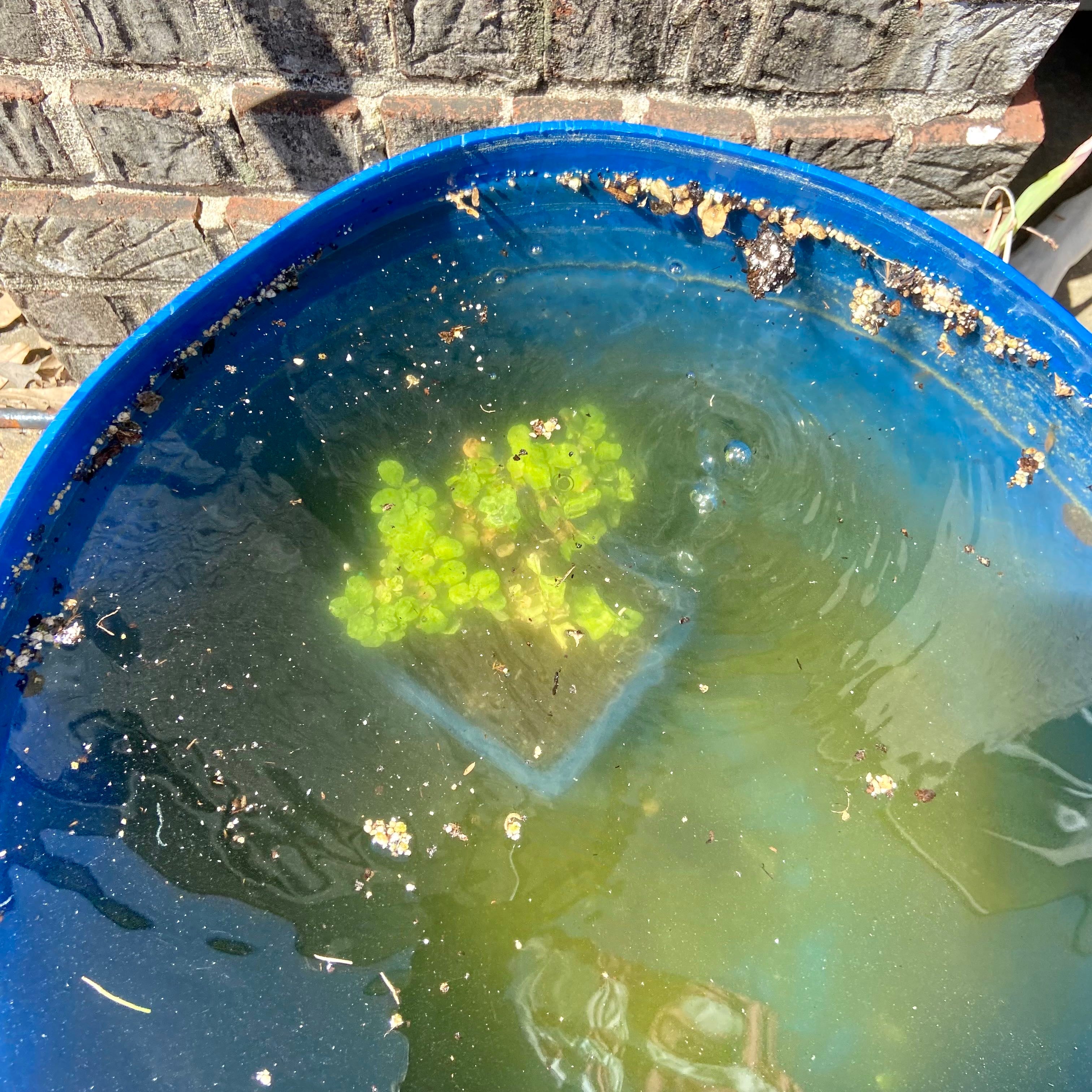 Why Are My Privet Leaves Curling?