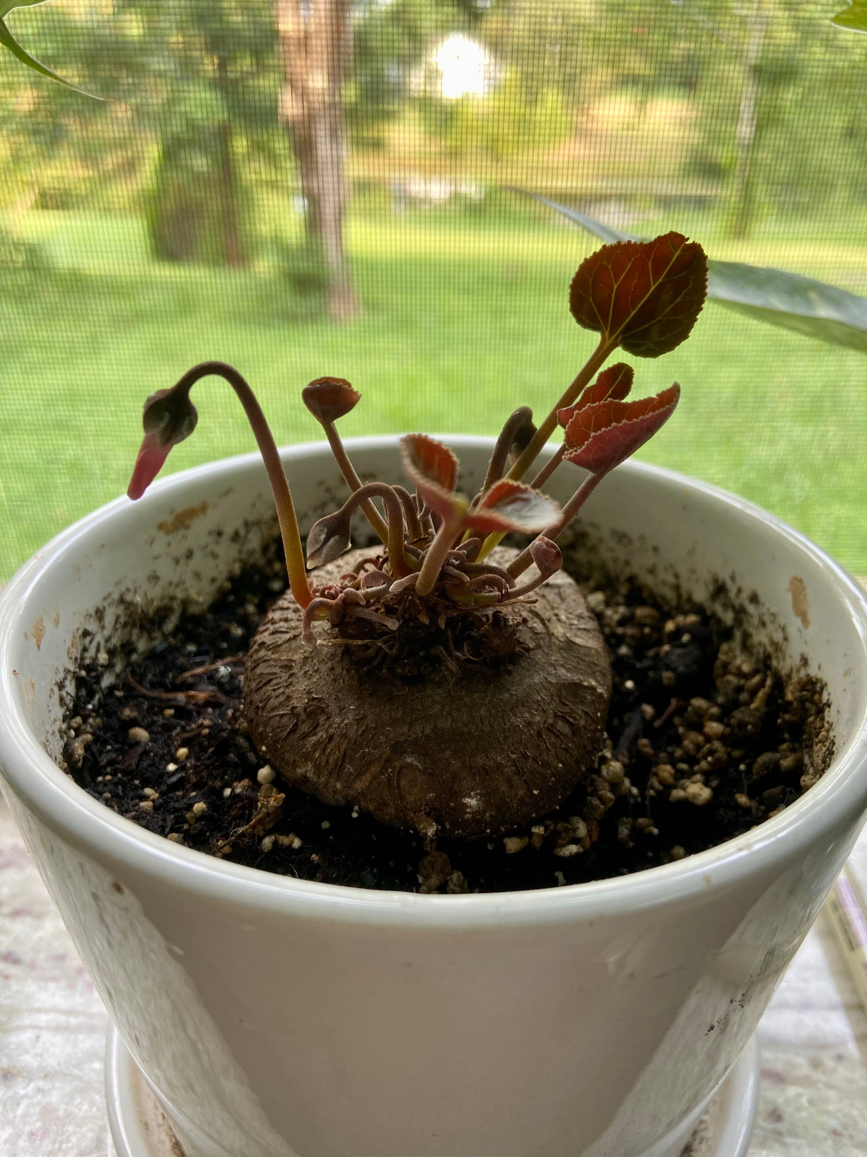 Why Are There Black Spots On My Persian Cyclamen Leaves?