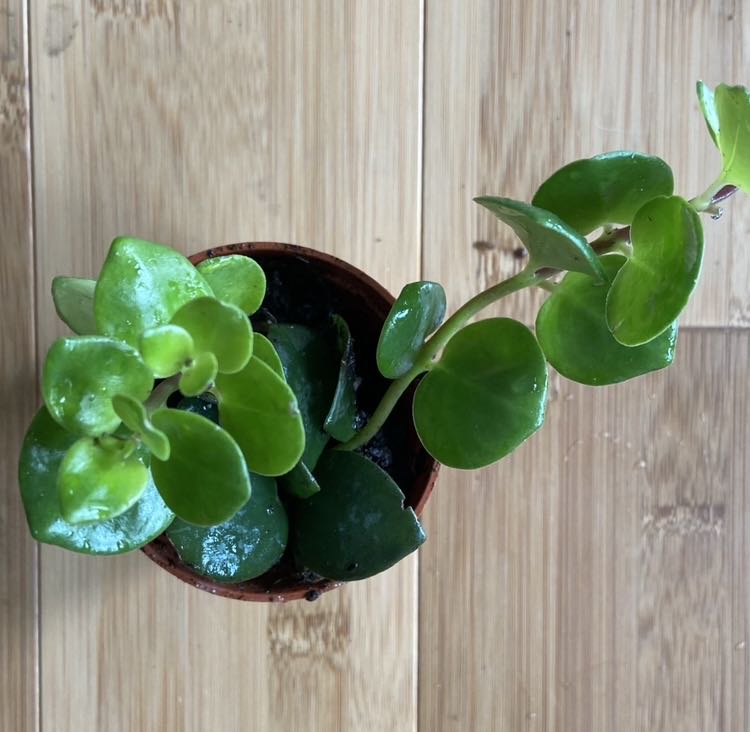 Photo from the post