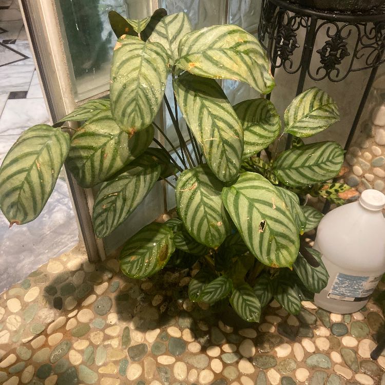 Never Never Ctenanthe plant with green striped leaves indoors on a pebble floor.