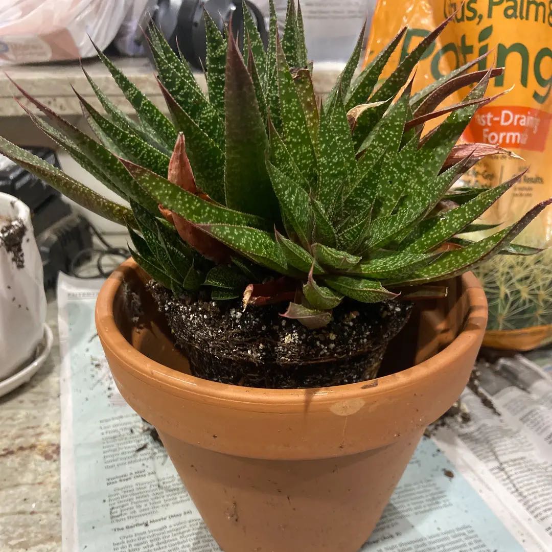 Photo from the post
