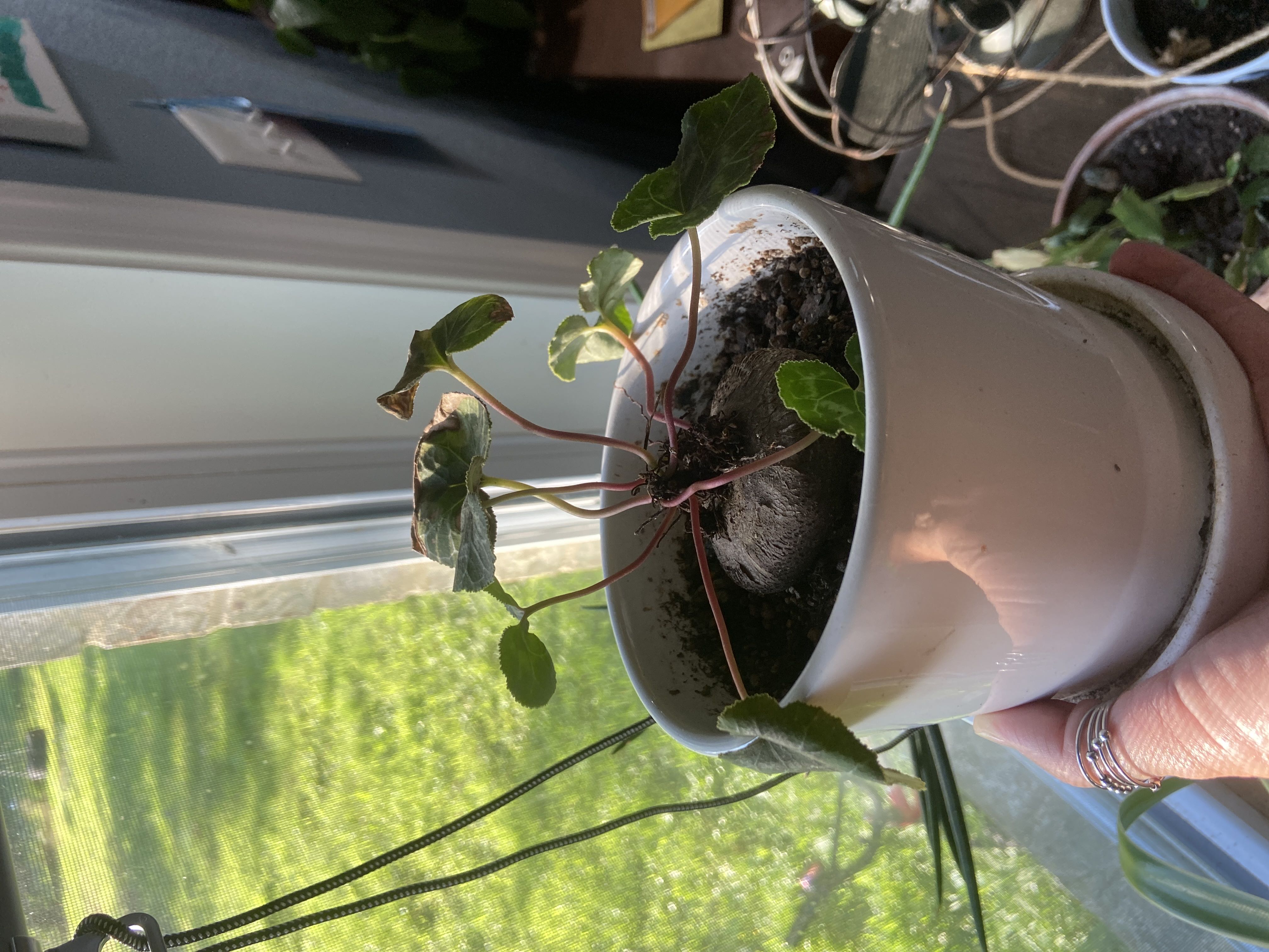 Photo from the post
