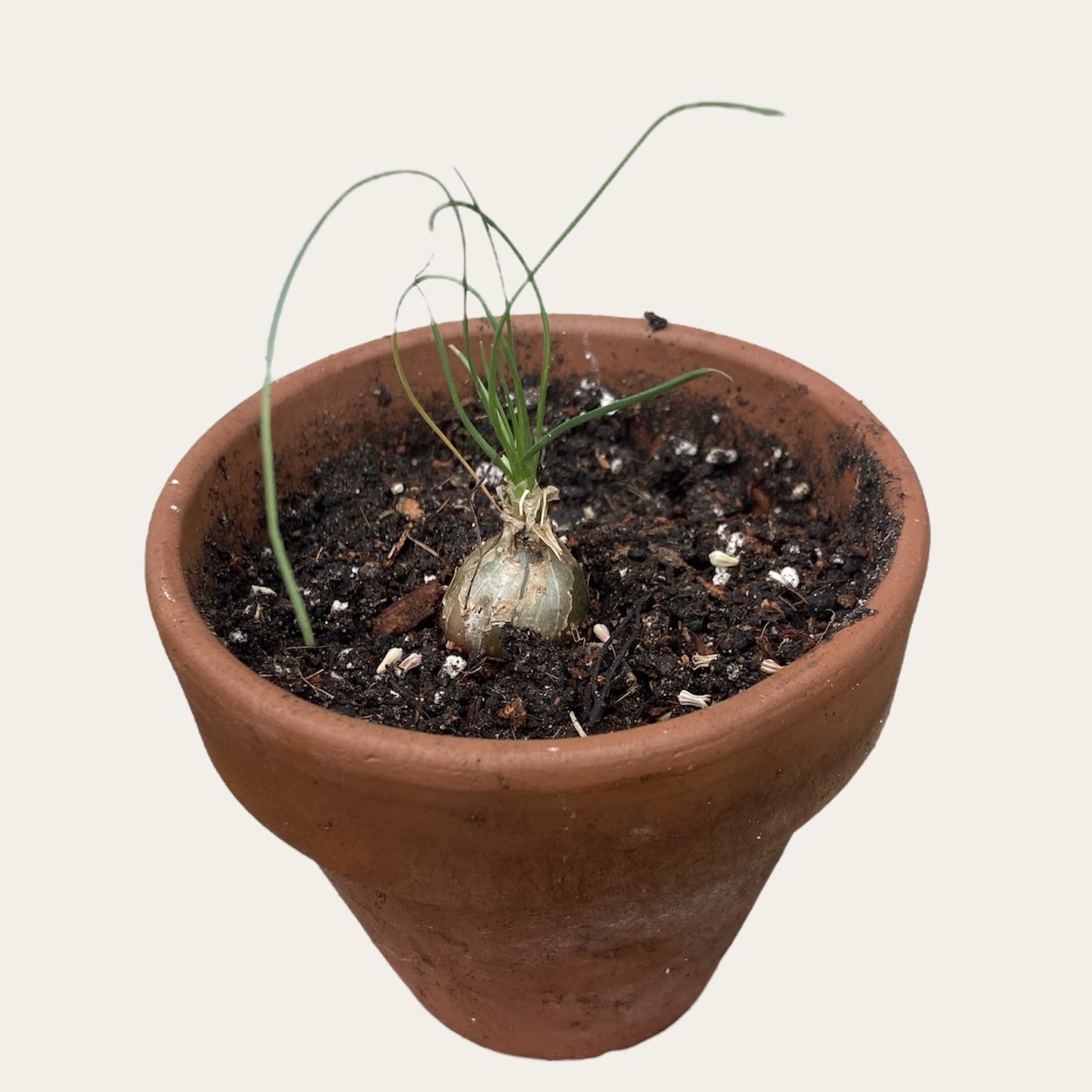 Photo of the plant species albuca by @sarah10orio named GH - Albuca on Greg, the plant care app