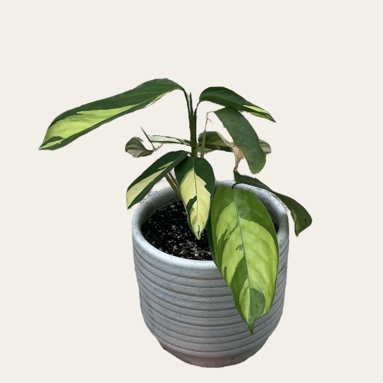 Potted Golden Mosaic Plant with variegated green and yellow leaves.