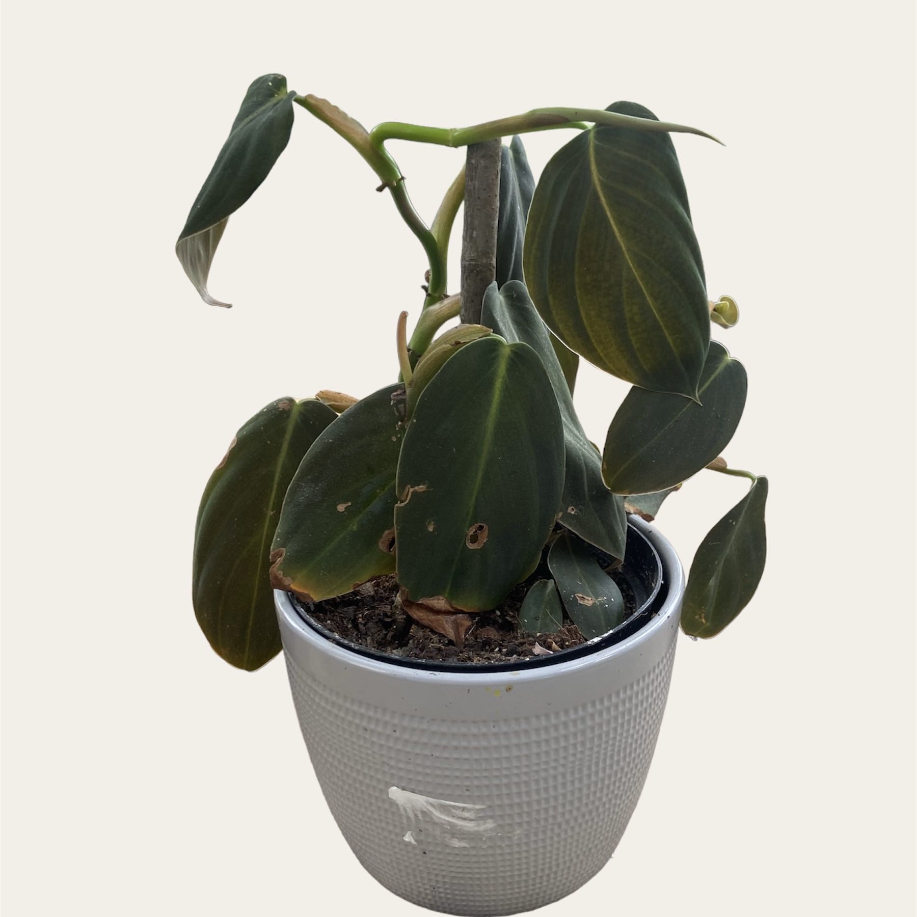 Potted Philodendron gigas with browning and black spots on leaves.