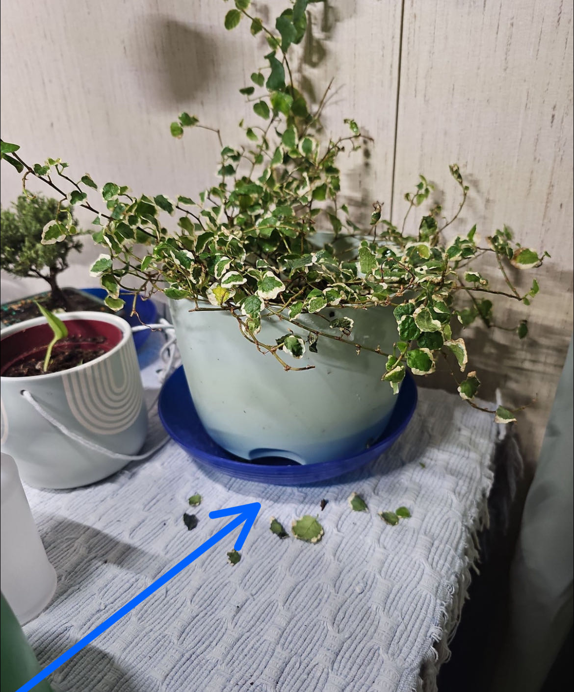 Photo from the post