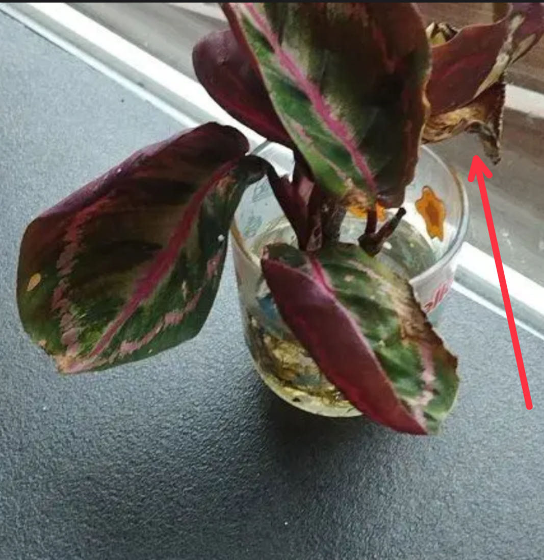 Photo from the post