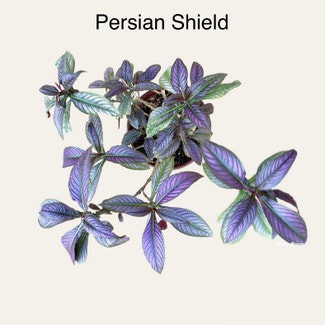 Persian Shield plant in Memphis, Tennessee
