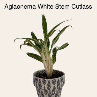 Aglaonema White Stem Cutlass plant in Memphis, Tennessee