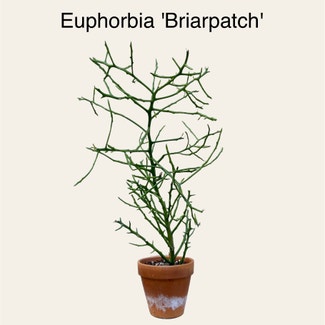 Euphorbia 'Briar Patch' plant in Memphis, Tennessee