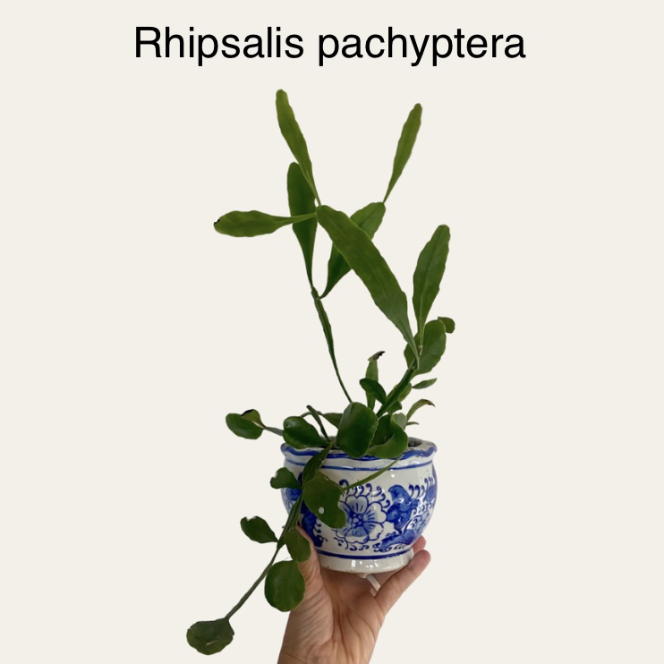 Photo of the plant species Rhipsalis pachyptera by @sarah10orio named Rhipsalis pachyptera on Greg, the plant care app