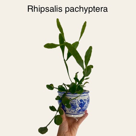 Photo of the plant species Rhipsalis pachyptera by @sarahsalith named Rhipsalis pachyptera on Greg, the plant care app