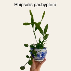 Rhipsalis pachyptera plant