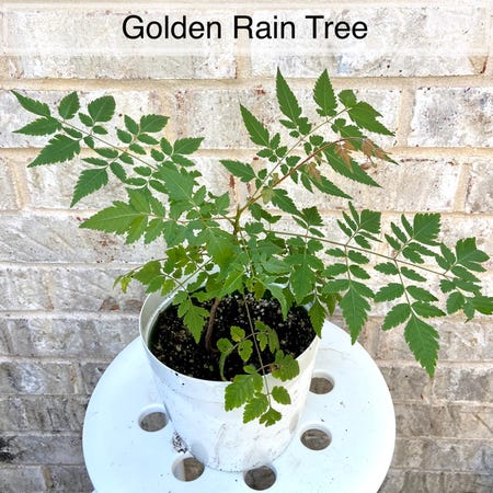 Photo of the plant species Golden Rain Tree by @sarahsalith named GH - Golden Rain Tree on Greg, the plant care app