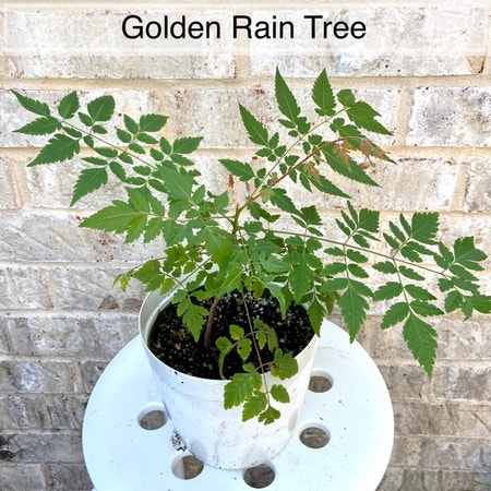 Photo of the plant species China Tree by Sarahsalith named OUTSIDE - Golden Rain Tree on Greg, the plant care app