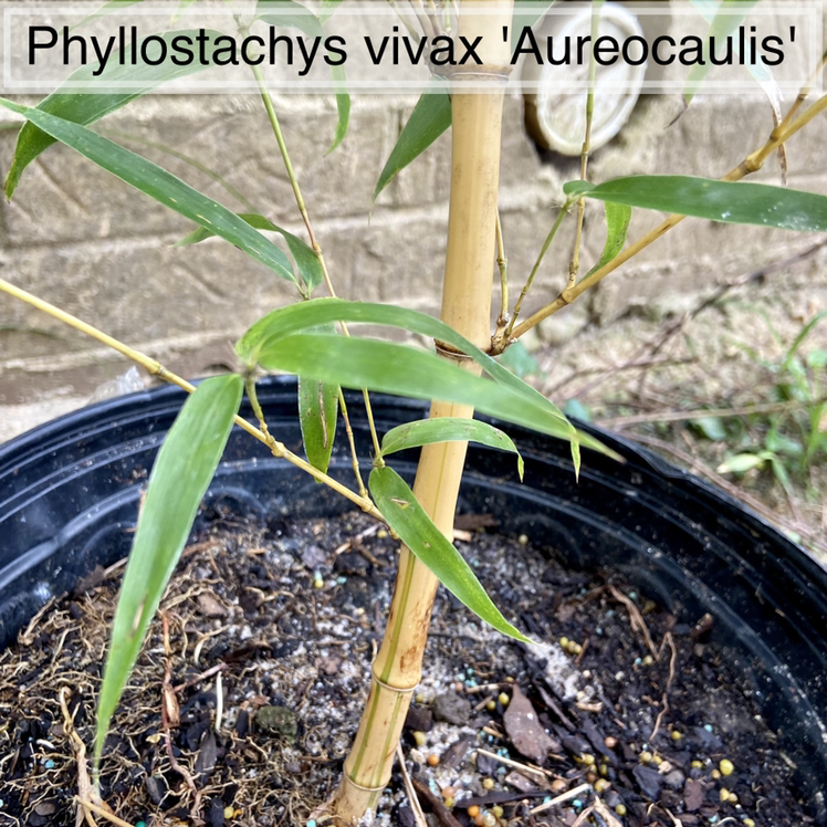 Photo of the plant species Golden Chinese Timber Bamboo by @sarah10orio named OUTSIDE - Phyllostachys vivax 'Aureocaulis' on Greg, the plant care app