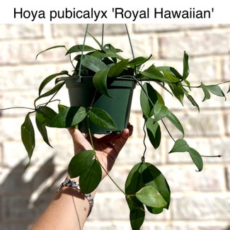 Hoya publicalyx 'Royal Hawaiian Purple' plant in Memphis, Tennessee