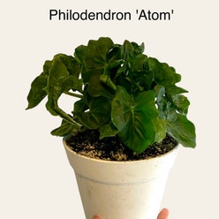 Philodendron 'Super Atom' plant