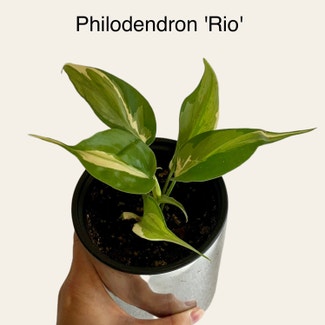 Philodendron 'Rio' plant in Memphis, Tennessee