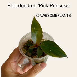 Pink Princess Philodendron plant in Memphis, Tennessee
