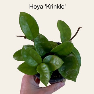Hoya Carnosa Krinkle 8 plant in Memphis, Tennessee