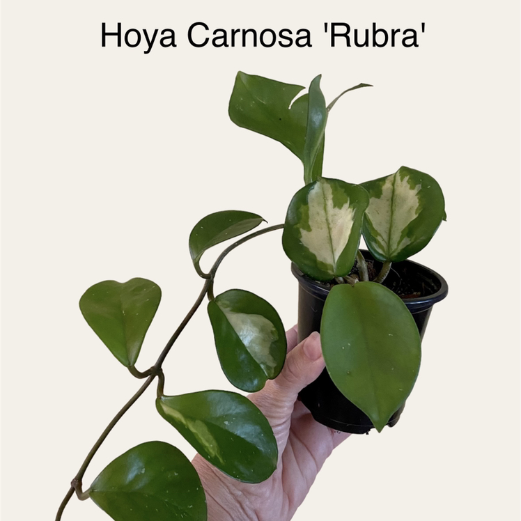 Photo of the plant species Rubra Hoya Carnosa by @sarah10orio named GH - Hoya Carnosa 'Rubra' on Greg, the plant care app